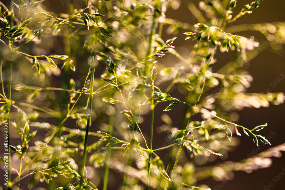 Deschampsia cespitosa, tufted hairgrass or tussock field wild grass movement under the wind in sunlight countryside meadow. Deschampsia cespitosa, tufted hairgrass or tussock field wild grass movement under the wind in sunlight countryside meadow.