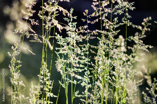 Deschampsia cespitosa, tufted hairgrass or tussock field wild grass movement under the wind in sunlight countryside meadow.