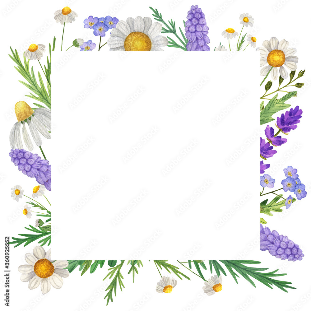 Obraz premium Square Watercolor frame with wildflowers, chamomile, grass. Isolate on white. For invitations, business cards, banners