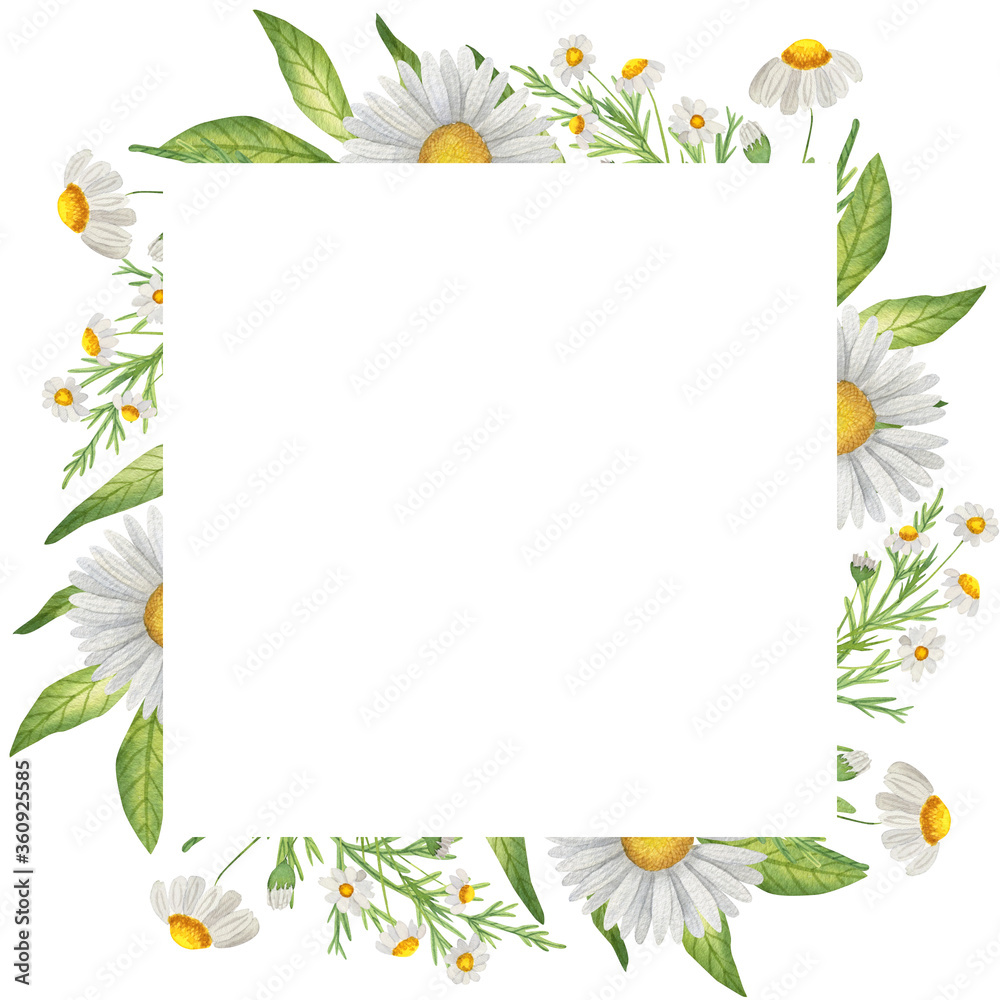 Obraz premium Square Watercolor frame with wildflowers, chamomile, grass. Isolate on white. For invitations, business cards, banners
