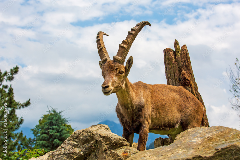 Steinbock - jung - Alpen - Allgäu