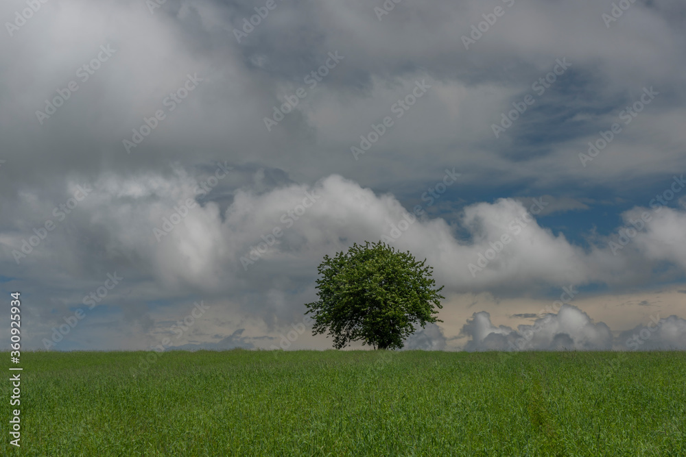 Cherry tree alone in green summer field in cloudy blue sky day Cherry tree alone in green summer field in cloudy blue sky day