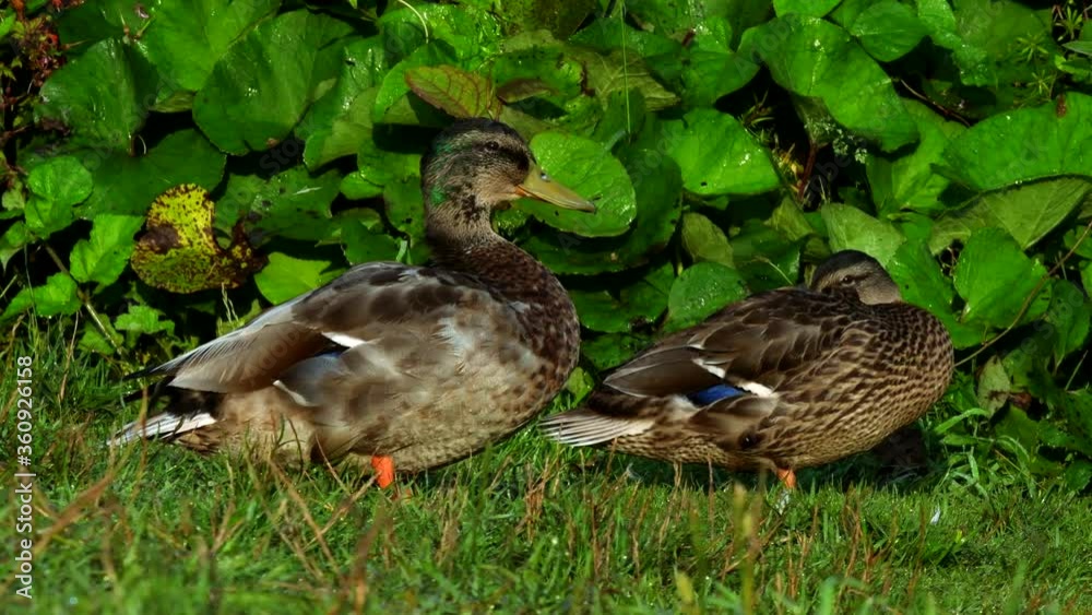 Movie of Mallard Duck on a grass. Her Latin name is Anas platyrhynchos. Movie of Mallard Duck on a grass. Her Latin name is Anas platyrhynchos.