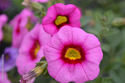 red pink yellow flower  flower with green leaves  beautiful plant in spring  love nature  close up picture