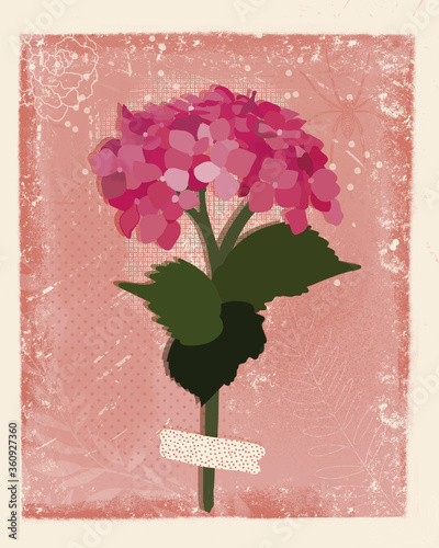 Card with a hydrangea in a pink background. photo