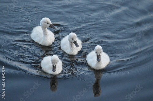 little adorable swan chicks, swimming in water, white furry birds photo