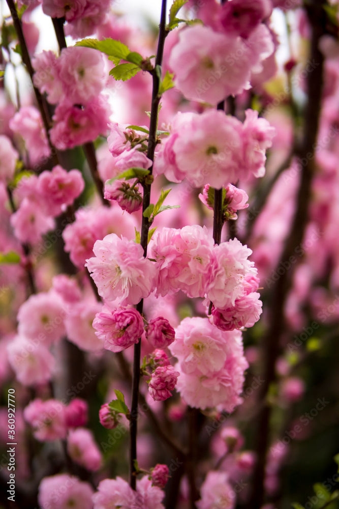 detail of prunus triloba flowers