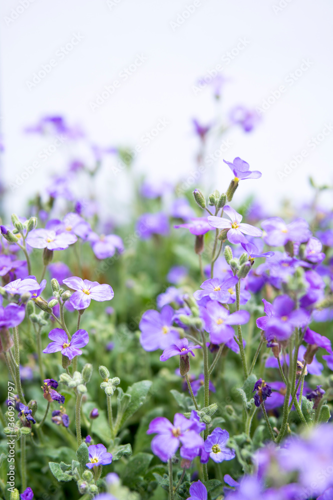 Fototapeta premium large quantity of small purple flowers