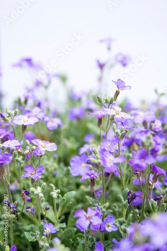 large quantity of small purple flowers