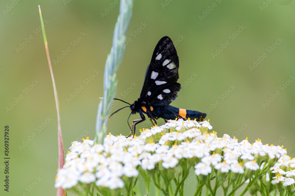 Fototapeta premium butterfly on a flower