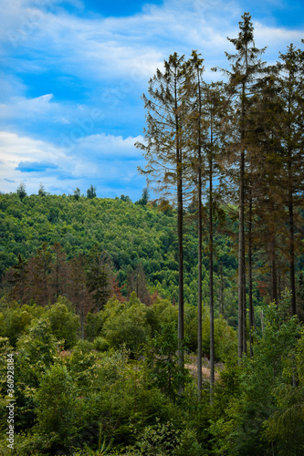 trees in the forest