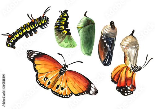 Butterfly metamorphosis development stages, caterpillar larva, pupa, adult insect. Hand drawn watercolor illustration isolated on white background © dariaustiugova