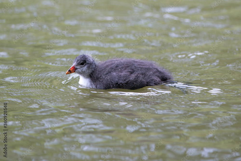 Coot Chicken (Blässhuhn, Fulica atra) Coot Chicken (Blässhuhn, Fulica atra)
