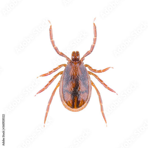 Ixodes ricinus, the castor bean tick, is a chiefly European species of hard-bodied tick, isolated on white background. Dorsal view of isolated ixodes tick.