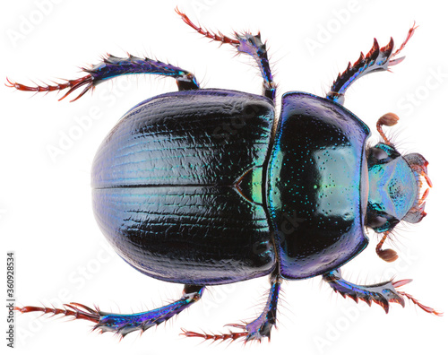 Fotografia Anoplotrupes stercorosus dor beetle, is a species of earth-boring dung beetle belonging to the family Geotrupidae