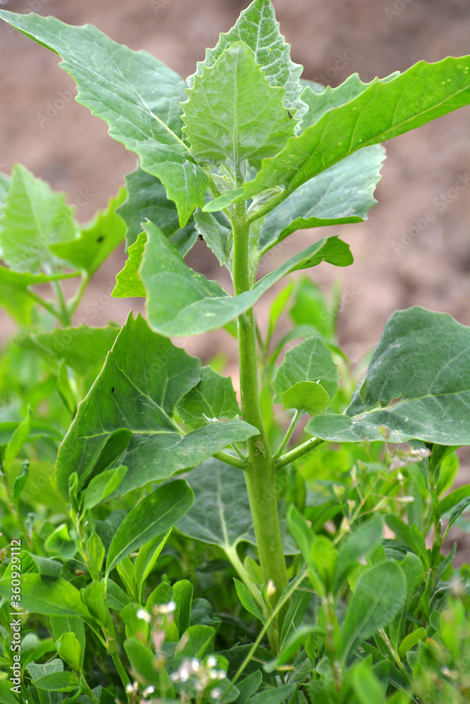 Orach (Atriplex hortensis) grows in the garden Orach (Atriplex hortensis) grows in the garden