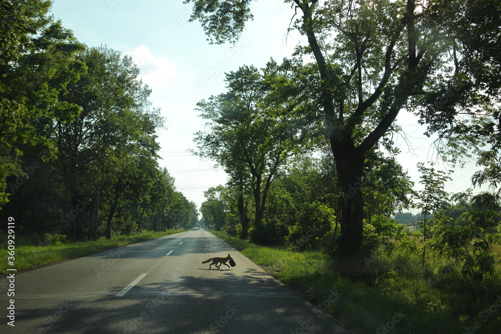 Fototapeta premium Lis ze swoją zdobyczą przechodzi przez ulicę