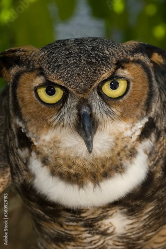 Great Horned Owl, Bubo virginianus, Florida © Tsado