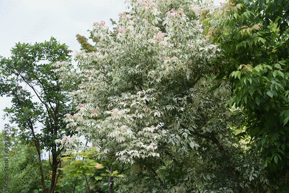 Fototapeta premium Boxelder maple (Acer negundo) is an Aceraceae deciduous tree native to North America that is used for ornamental purposes such as park trees.