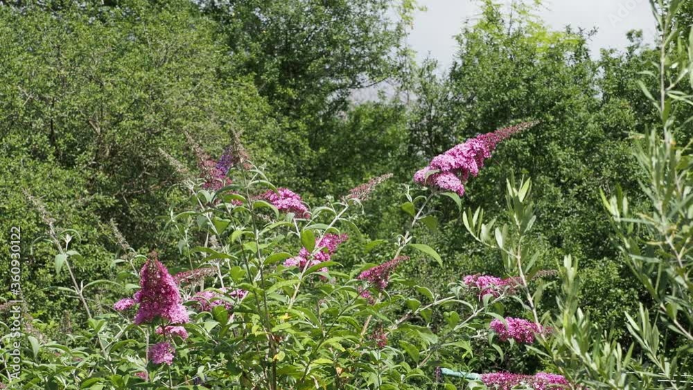 Buddleja davidii - Fleurs roses en épis d'arbre aux papillons se balançant sur des rameaux arqués et souple