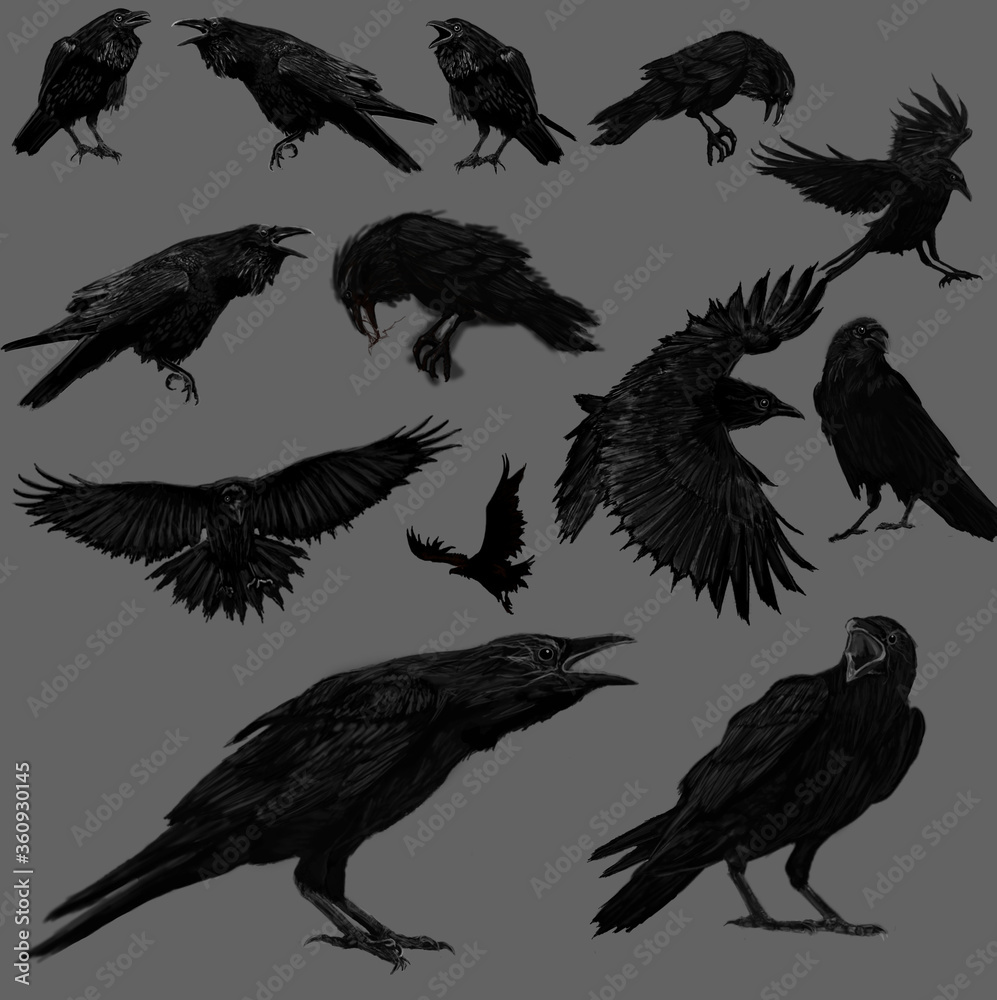 Obraz premium set of crow