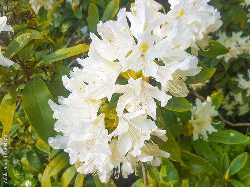 great laurel or big rhododendron (in german Rhododendron maximum also Riesenrhododendron) Rhododendron maximum photo