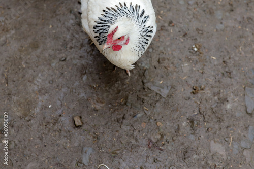 Slika na platnu Farming, free-range chickens in the yard in the summer