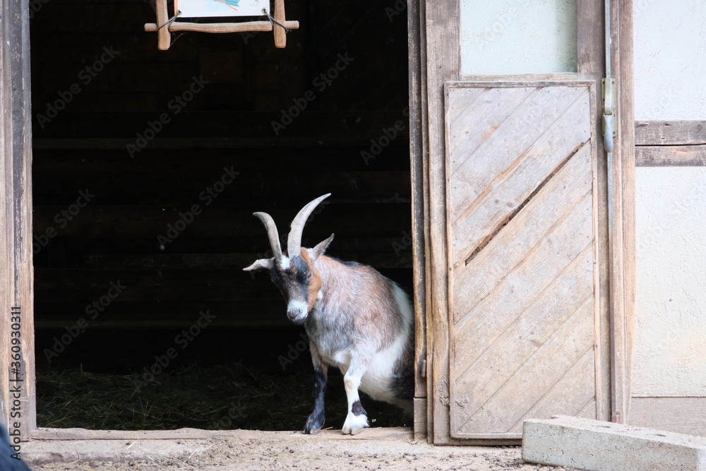 Fotografie Very pregnant goat