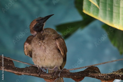 Helmeted Friarbird (Philemon Buceroides) Sitting on a Branch in Zoo in Prague. Birdwatching in Czech Zoological Garden. photo