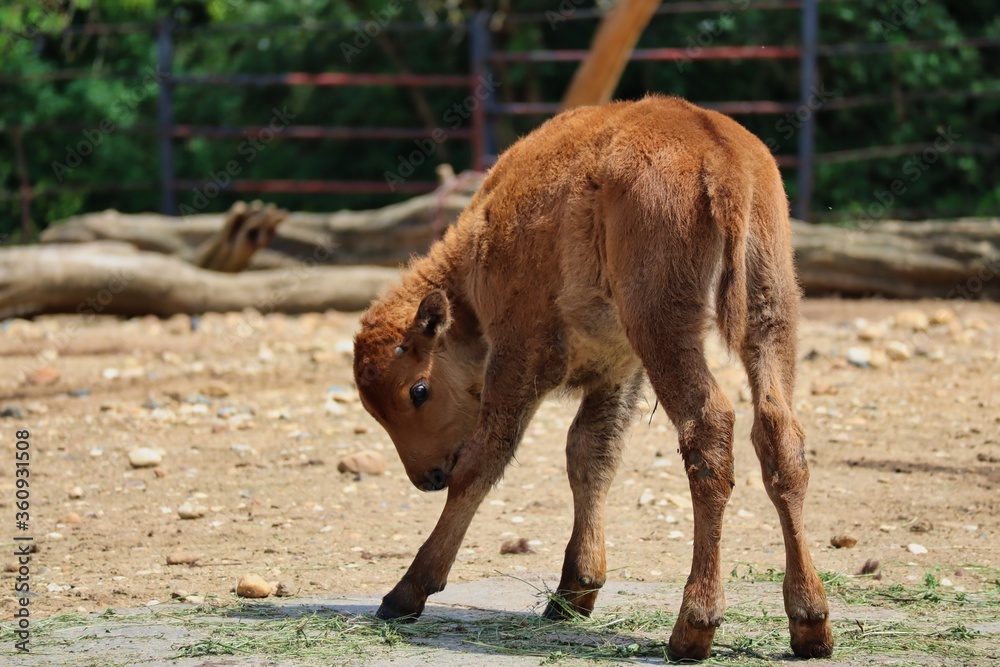 Baby of American Bison also known as American Buffalo in Zoo in Prague. Cute Little Bison Explores its Legs. Baby of American Bison also known as American Buffalo in Zoo in Prague. Cute Little Bison Explores its Legs.