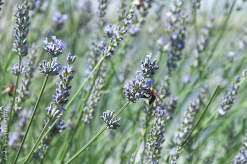 bee on lavender flowers, Serbia, Jun 2020