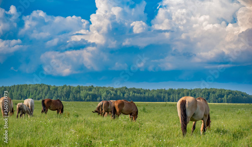 A herd of horses grazes on a green field against the background of clouds.