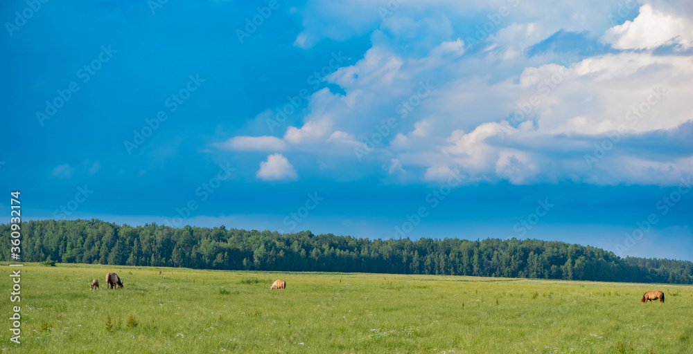 A herd of horses grazes on a green field against the background of clouds.