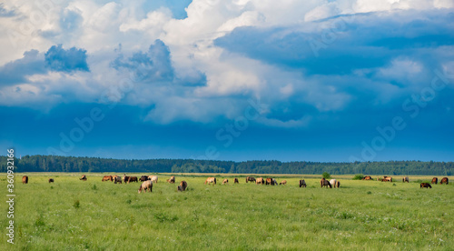 Fototapeta Naklejka Na Ścianę i Meble -  A herd of horses grazes on a green field against the background of clouds.