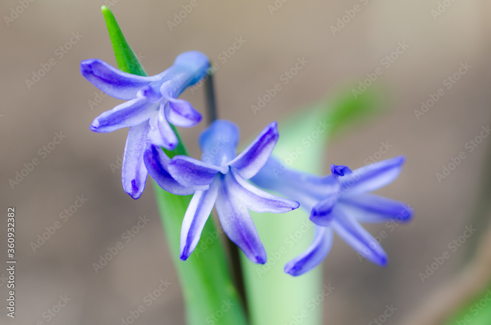 Blue flowers Blue flowers