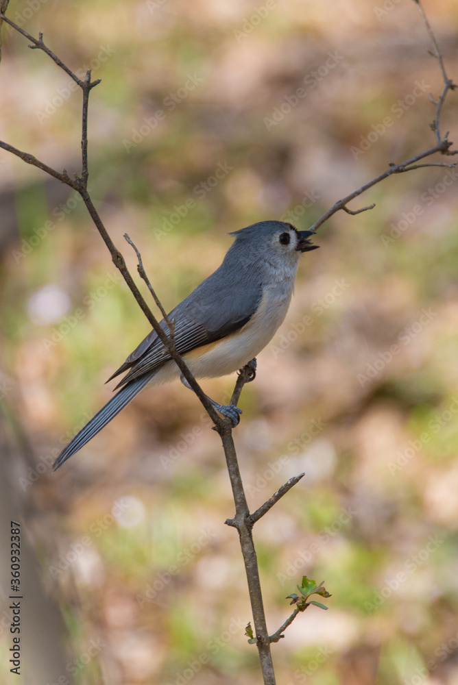 Bird Bird