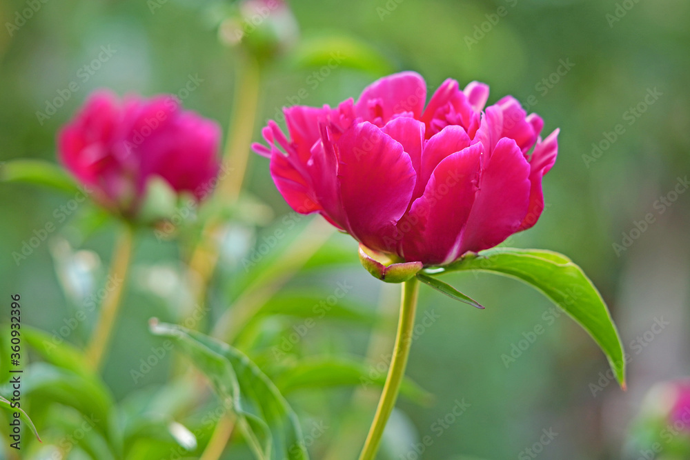Red peonies in the garden. Blooming red peony. Closeup of beautiful red Peonie flower. Red peonies in the garden. Blooming red peony. Closeup of beautiful red Peonie flower.