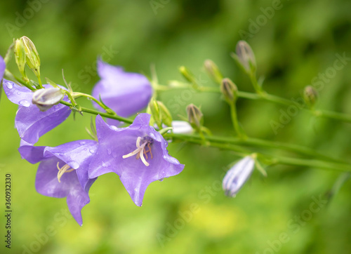 Flowers of Campanula Rapunculoides  known as creeping bellflower or rampion bellflower. Blooming Campanula flowers in the garden.