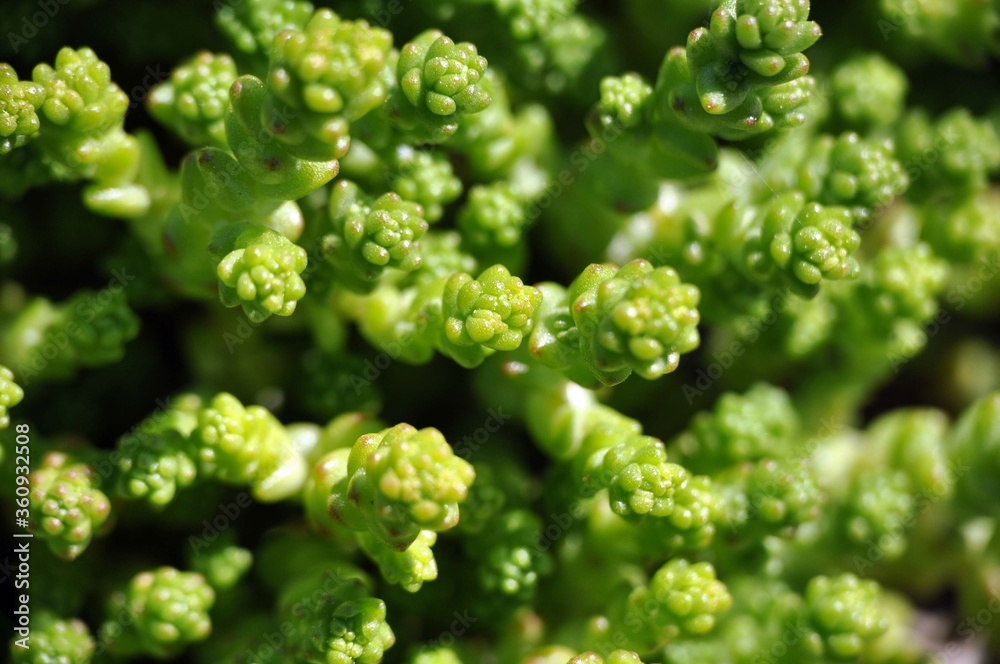Macro photo close up view to sedum acre green moss Macro photo close up view to sedum acre green moss