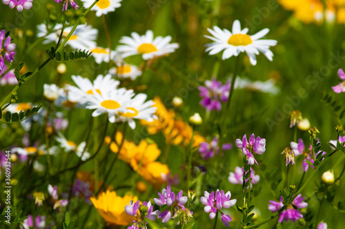 Fototapeta Naklejka Na Ścianę i Meble -  Daisies and purple wildflowers