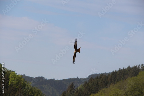 Rotmilan im Schwarzwald
Milan in the Black Forrest