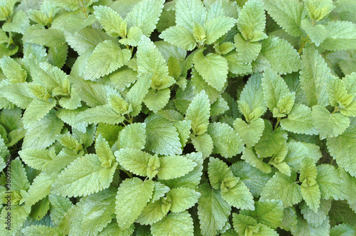 Mint
