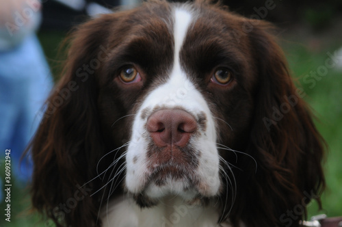 Springer Spaniel 