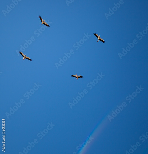 A flock of storks on a background of blue sky. Four birds fly in the clouds. Stork isolated. Big white bird. Rainbow in the sky. Place for text. Copy space. Wild birds life. photo