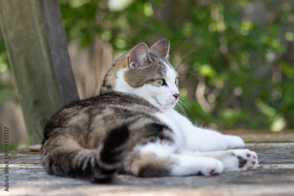Cat lying outside Cat lying outside