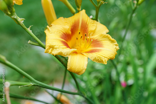 New England summer flowers / blooms / petals