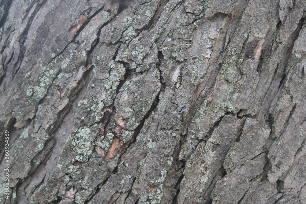 Large Tree Bark Large Tree Bark