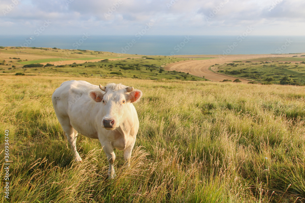 vaches devant la Manche près de Sangatte vaches devant la Manche près de Sangatte