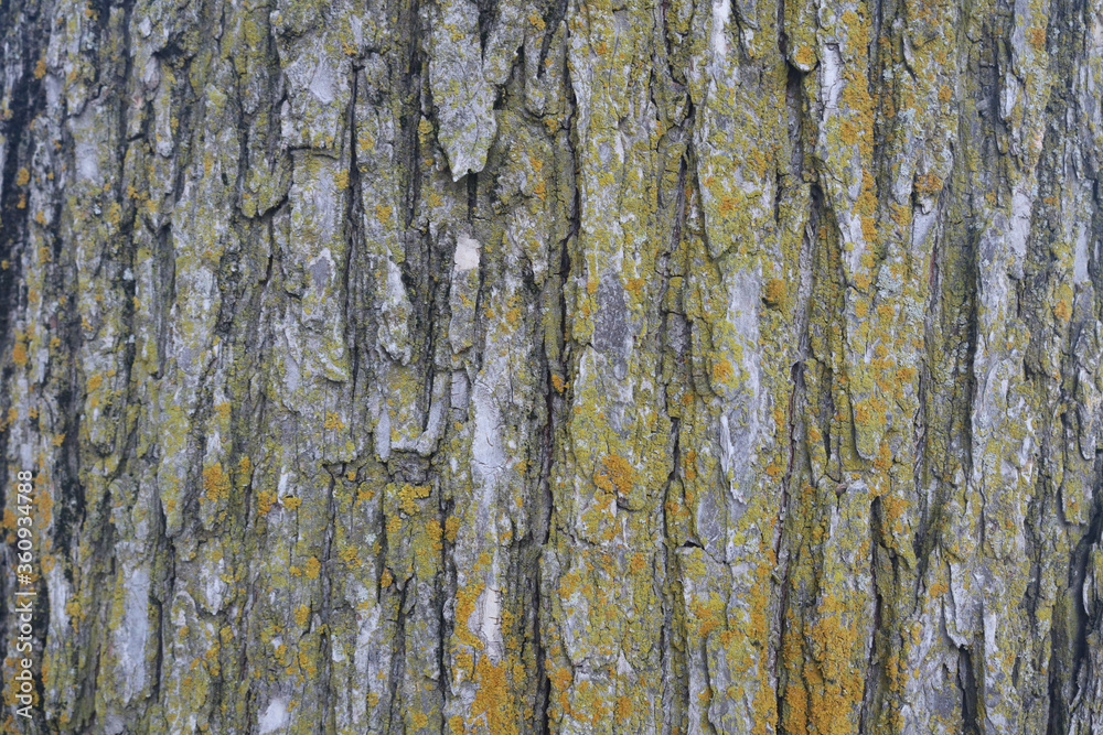 Obraz premium Tree Bark Yellow