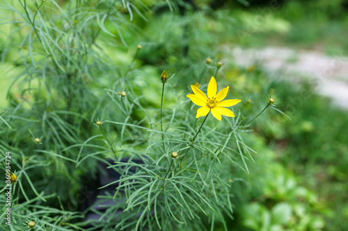 New England summer flowers / blooms / petals